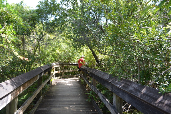 man standing on a quiet boardwalk path at Boyd Hill Nature Preserve in St Petersburg Florida on a staycation day trip